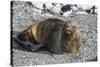 Antarctic fur seal (Arctocephalus gazella), Gourdin Island, Antarctica, Polar Regions-Michael Runkel-Stretched Canvas