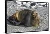 Antarctic fur seal (Arctocephalus gazella), Gourdin Island, Antarctica, Polar Regions-Michael Runkel-Framed Stretched Canvas