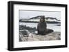 Antarctic fur seal (Arctocephalus gazella), Gourdin Island, Antarctica, Polar Regions-Michael Runkel-Framed Photographic Print