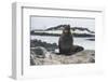 Antarctic fur seal (Arctocephalus gazella), Gourdin Island, Antarctica, Polar Regions-Michael Runkel-Framed Photographic Print