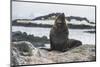 Antarctic fur seal (Arctocephalus gazella), Gourdin Island, Antarctica, Polar Regions-Michael Runkel-Mounted Photographic Print