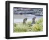 Antarctic Fur Seal (Arctocephalus gazella) in typical Tussock Grass. South Georgia Island-Martin Zwick-Framed Photographic Print