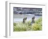 Antarctic Fur Seal (Arctocephalus gazella) in typical Tussock Grass. South Georgia Island-Martin Zwick-Framed Photographic Print