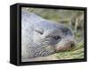 Antarctic Fur Seal (Arctocephalus gazella) in typical Tussock Grass.-Martin Zwick-Framed Stretched Canvas