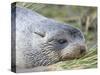 Antarctic Fur Seal (Arctocephalus gazella) in typical Tussock Grass.-Martin Zwick-Stretched Canvas