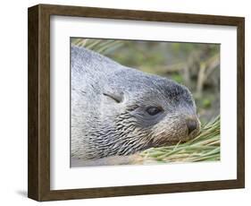 Antarctic Fur Seal (Arctocephalus gazella) in typical Tussock Grass.-Martin Zwick-Framed Photographic Print