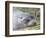 Antarctic Fur Seal (Arctocephalus gazella) in typical Tussock Grass.-Martin Zwick-Framed Photographic Print