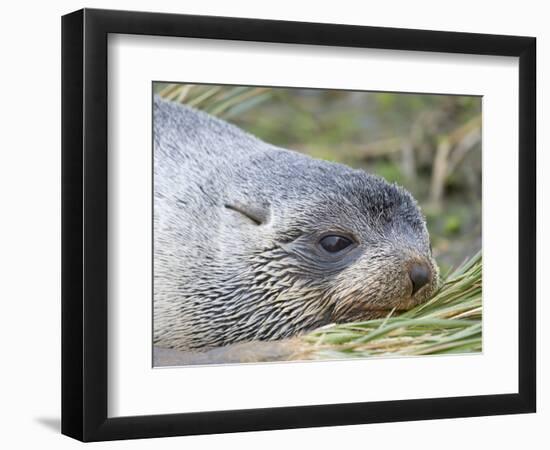 Antarctic Fur Seal (Arctocephalus gazella) in typical Tussock Grass.-Martin Zwick-Framed Photographic Print