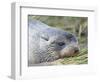 Antarctic Fur Seal (Arctocephalus gazella) in typical Tussock Grass.-Martin Zwick-Framed Photographic Print