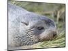 Antarctic Fur Seal (Arctocephalus gazella) in typical Tussock Grass.-Martin Zwick-Mounted Photographic Print