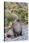 Antarctic Fur Seal (Arctocephalus Gazella) Male Defending Territory-Michael Nolan-Stretched Canvas