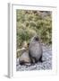 Antarctic Fur Seal (Arctocephalus Gazella) Male Defending Territory-Michael Nolan-Framed Photographic Print