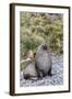 Antarctic Fur Seal (Arctocephalus Gazella) Male Defending Territory-Michael Nolan-Framed Photographic Print