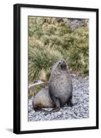 Antarctic Fur Seal (Arctocephalus Gazella) Male Defending Territory-Michael Nolan-Framed Photographic Print