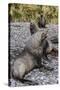 Antarctic Fur Seal (Arctocephalus Gazella) Males Defending Territories-Michael Nolan-Stretched Canvas