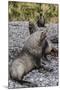 Antarctic Fur Seal (Arctocephalus Gazella) Males Defending Territories-Michael Nolan-Mounted Photographic Print