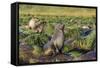 Antarctic Fur Seal (Arctocephalus Gazella) on Tussac Grass in Gold Harbor-Michael Nolan-Framed Stretched Canvas