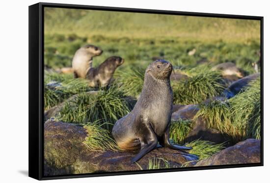 Antarctic Fur Seal (Arctocephalus Gazella) on Tussac Grass in Gold Harbor-Michael Nolan-Framed Stretched Canvas