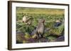 Antarctic Fur Seal (Arctocephalus Gazella) on Tussac Grass in Gold Harbor-Michael Nolan-Framed Photographic Print