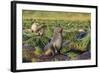 Antarctic Fur Seal (Arctocephalus Gazella) on Tussac Grass in Gold Harbor-Michael Nolan-Framed Photographic Print