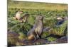 Antarctic Fur Seal (Arctocephalus Gazella) on Tussac Grass in Gold Harbor-Michael Nolan-Mounted Photographic Print