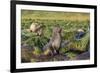 Antarctic Fur Seal (Arctocephalus Gazella) on Tussac Grass in Gold Harbor-Michael Nolan-Framed Photographic Print