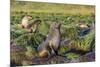 Antarctic Fur Seal (Arctocephalus Gazella) on Tussac Grass in Gold Harbor-Michael Nolan-Mounted Photographic Print