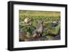 Antarctic Fur Seal (Arctocephalus Gazella) on Tussac Grass in Gold Harbor-Michael Nolan-Framed Photographic Print