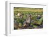 Antarctic Fur Seal (Arctocephalus Gazella) on Tussac Grass in Gold Harbor-Michael Nolan-Framed Photographic Print