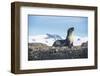 Antarctic fur seal (Arctocephalus gazella), Salisbury plain, South Georgia, Antarctica, Polar Regio-Michael Runkel-Framed Photographic Print