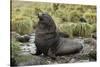 Antarctic Fur Seal at Haul-Out-Joe McDonald-Stretched Canvas