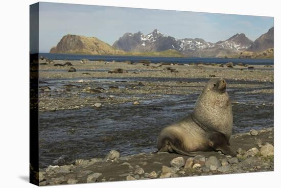 Antarctic Fur Seal at Haul-Out-Joe McDonald-Stretched Canvas