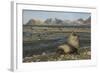 Antarctic Fur Seal at Haul-Out-Joe McDonald-Framed Photographic Print