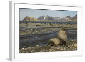 Antarctic Fur Seal at Haul-Out-Joe McDonald-Framed Photographic Print