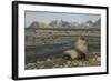 Antarctic Fur Seal at Haul-Out-Joe McDonald-Framed Photographic Print