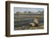 Antarctic Fur Seal at Haul-Out-Joe McDonald-Framed Photographic Print