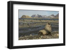 Antarctic Fur Seal at Haul-Out-Joe McDonald-Framed Photographic Print