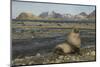 Antarctic Fur Seal at Haul-Out-Joe McDonald-Mounted Photographic Print