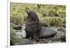 Antarctic Fur Seal at Haul-Out-Joe McDonald-Framed Photographic Print