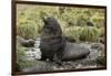 Antarctic Fur Seal at Haul-Out-Joe McDonald-Framed Photographic Print