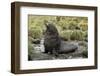 Antarctic Fur Seal at Haul-Out-Joe McDonald-Framed Photographic Print