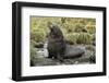 Antarctic Fur Seal at Haul-Out-Joe McDonald-Framed Photographic Print