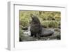 Antarctic Fur Seal at Haul-Out-Joe McDonald-Framed Photographic Print