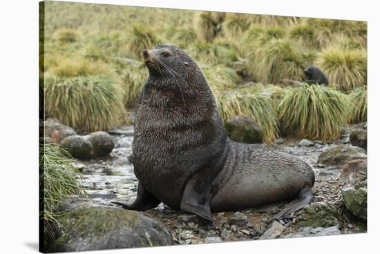 Antarctic Fur Seal at Haul-Out-Joe McDonald-Stretched Canvas