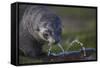 Antarctic Fur Seal Drinking from Leaking Water Pipe-null-Framed Stretched Canvas