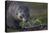 Antarctic Fur Seal Drinking from Leaking Water Pipe-null-Stretched Canvas