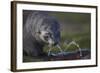 Antarctic Fur Seal Drinking from Leaking Water Pipe-null-Framed Photographic Print