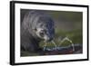 Antarctic Fur Seal Drinking from Leaking Water Pipe-null-Framed Photographic Print