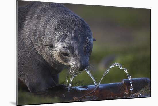 Antarctic Fur Seal Drinking from Leaking Water Pipe-null-Mounted Photographic Print
