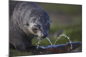 Antarctic Fur Seal Drinking from Leaking Water Pipe-null-Mounted Photographic Print
